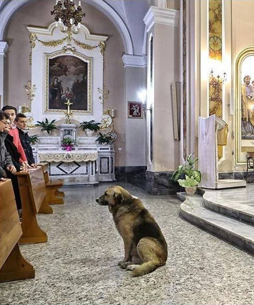 강아지가 매일 성당에 가는 이유