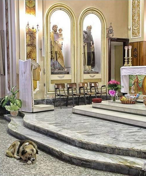 강아지가 매일 성당에 가는 이유