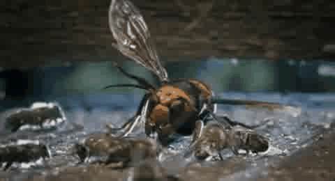 꿀벌과 말벌의 대결