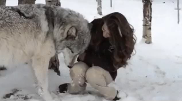 실감되는 늑대 크기