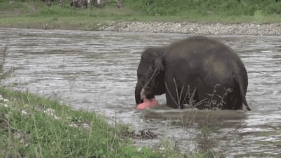 급류에 휩쓸린 사람을 구하는 새끼 코끼리