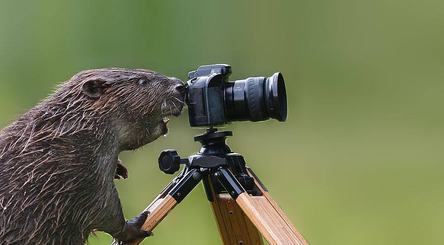 카메라가 신기한 야생동물들
