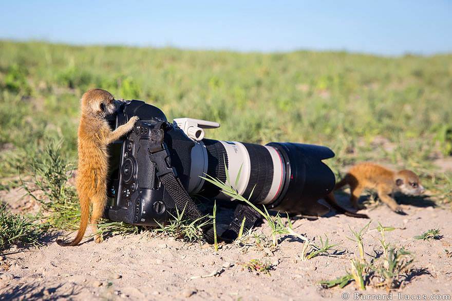 카메라가 신기한 야생동물들