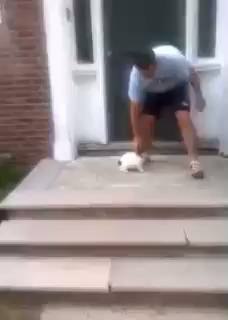 계단이 무서운 강아지의 선택