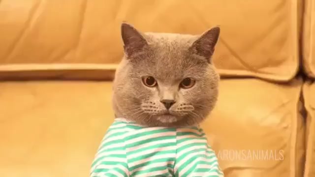 키보드 워리어 - 고양이
