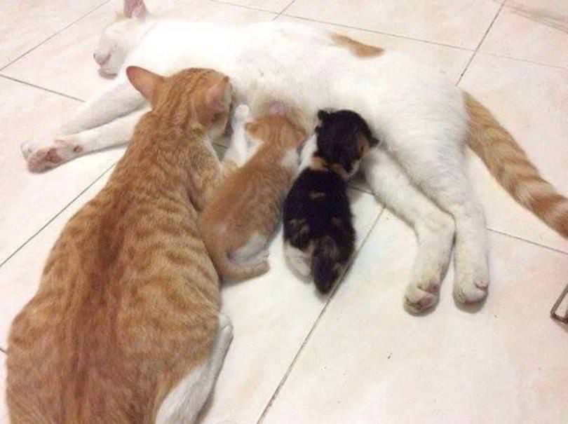 단란한 고양이 가족