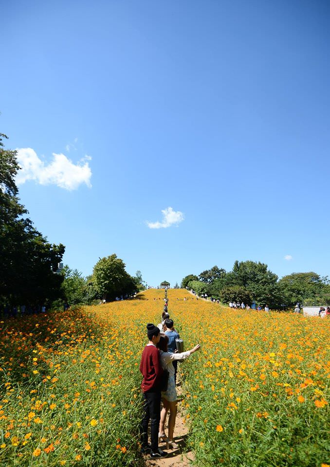 이 가을에 가볼만한 올림픽공원 들꽃마루