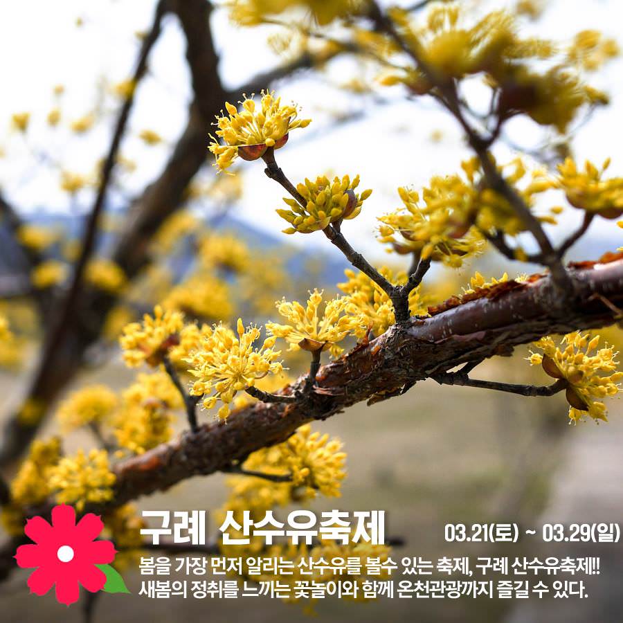 국내 봄꽃 축제 일정