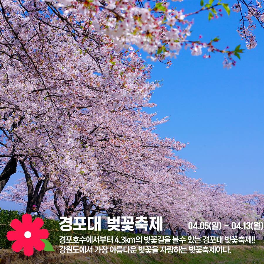 국내 봄꽃 축제 일정