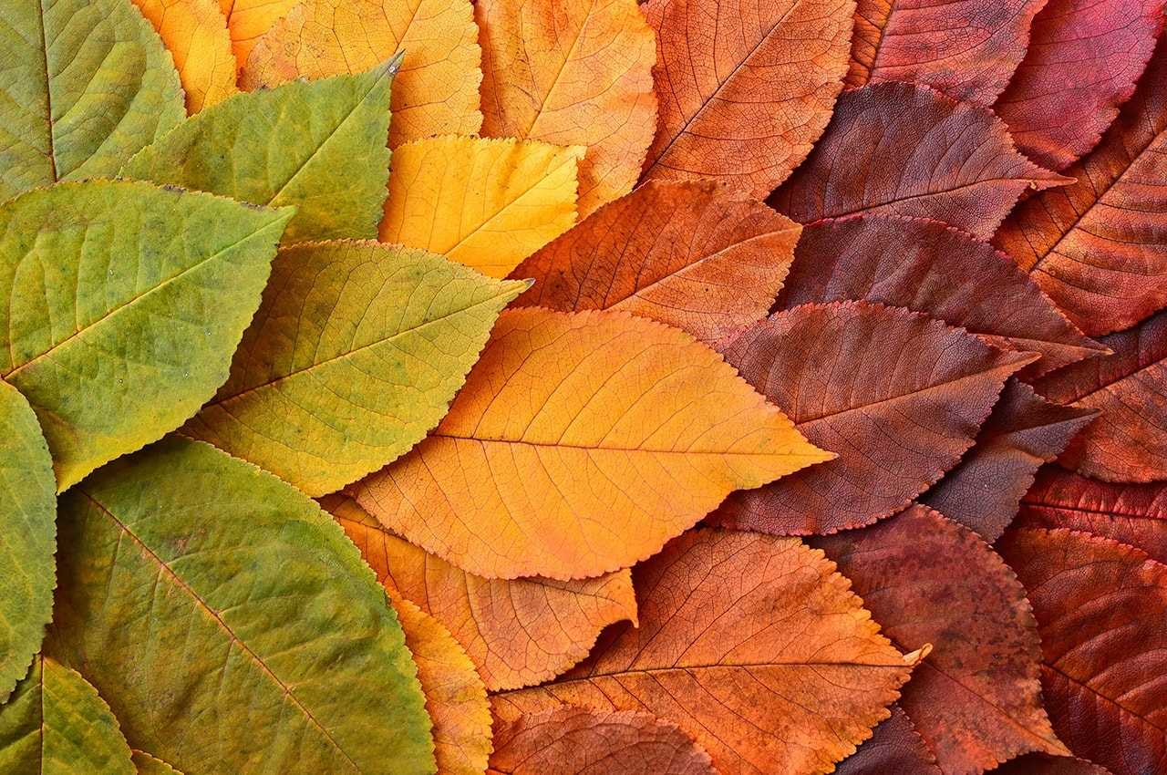 Autumn Colors Leaves