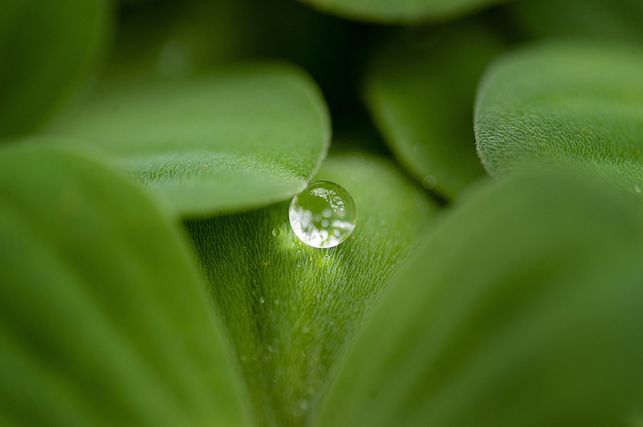 Dewdrop on Green Plant