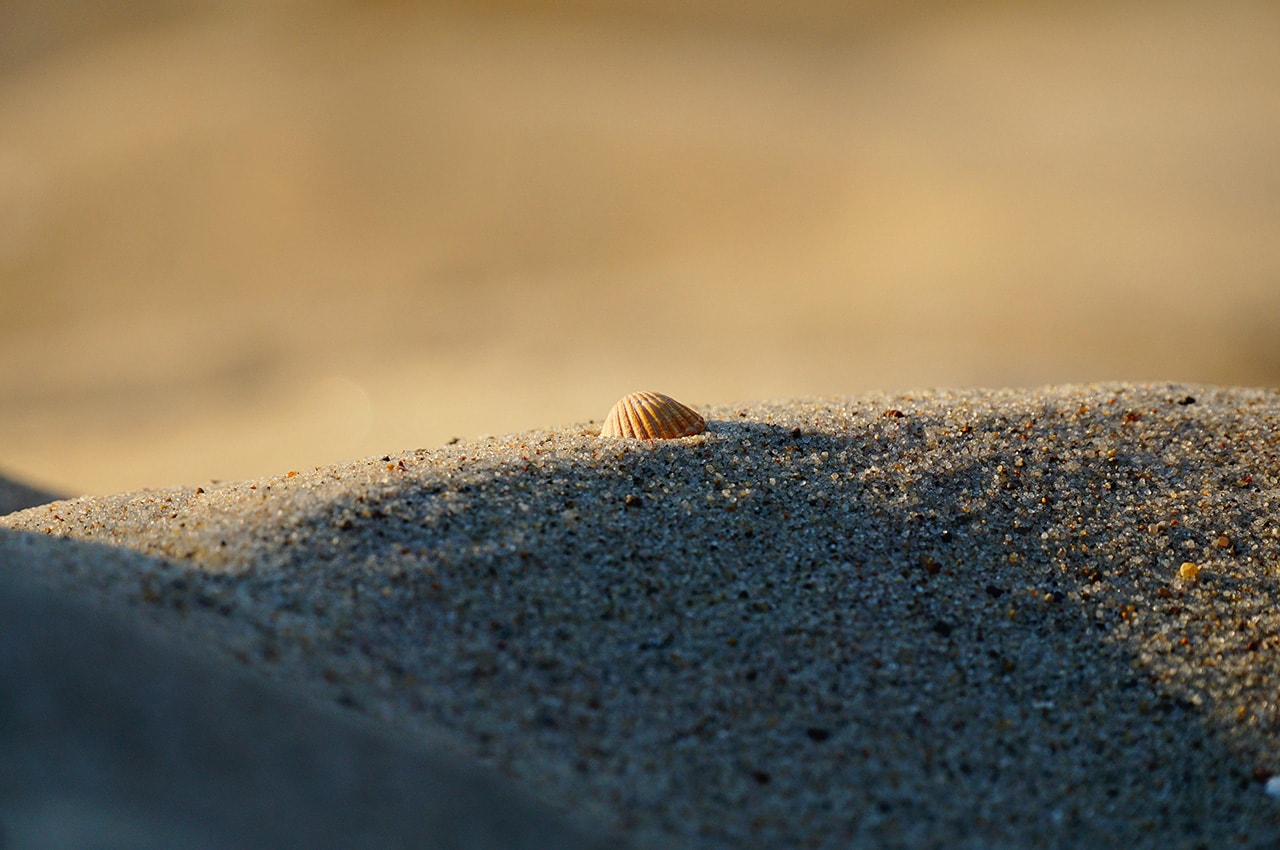 Sand Seashell