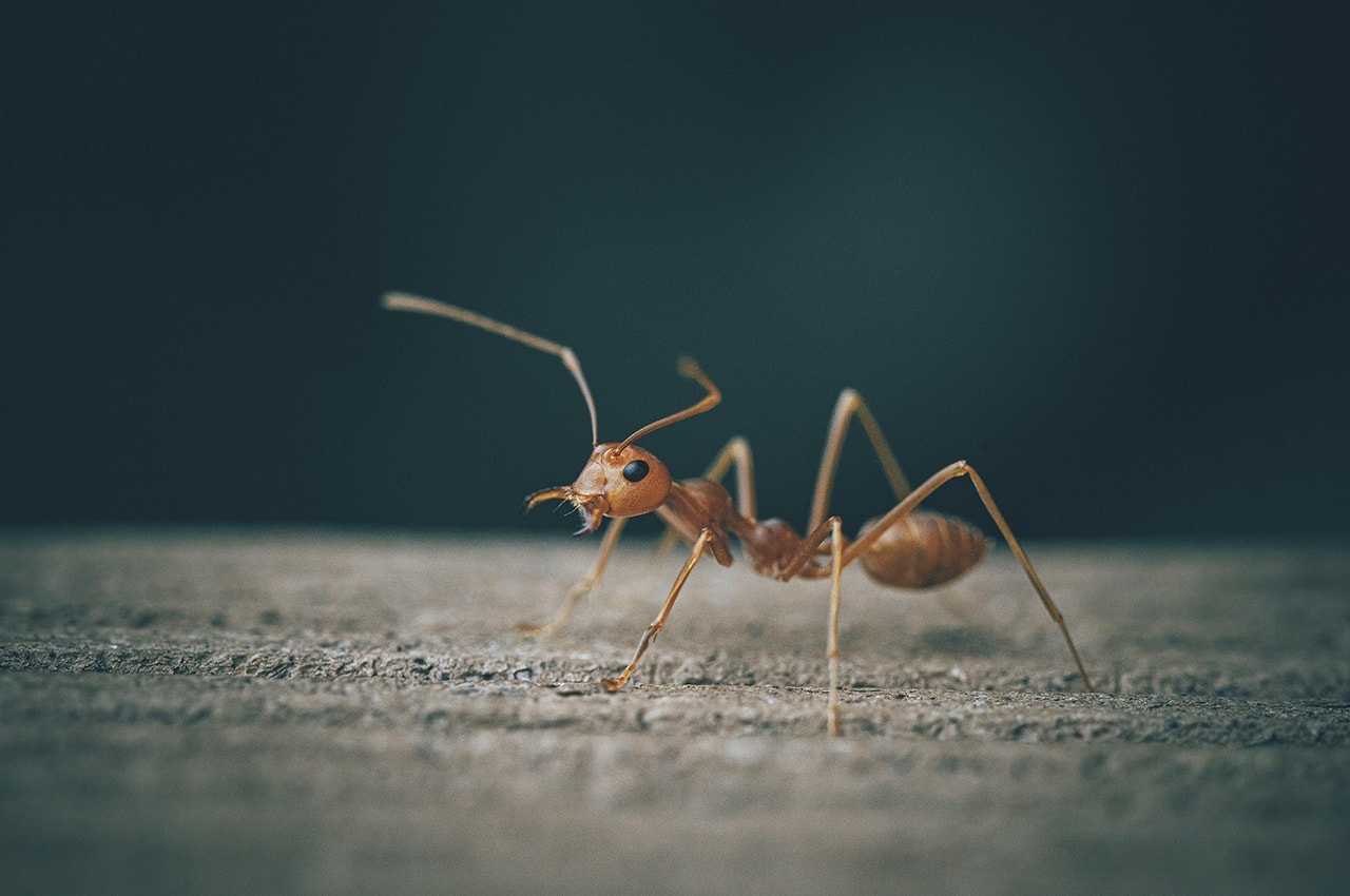 Ant