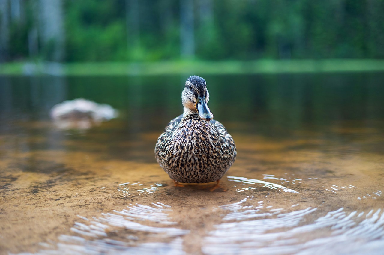 Duck