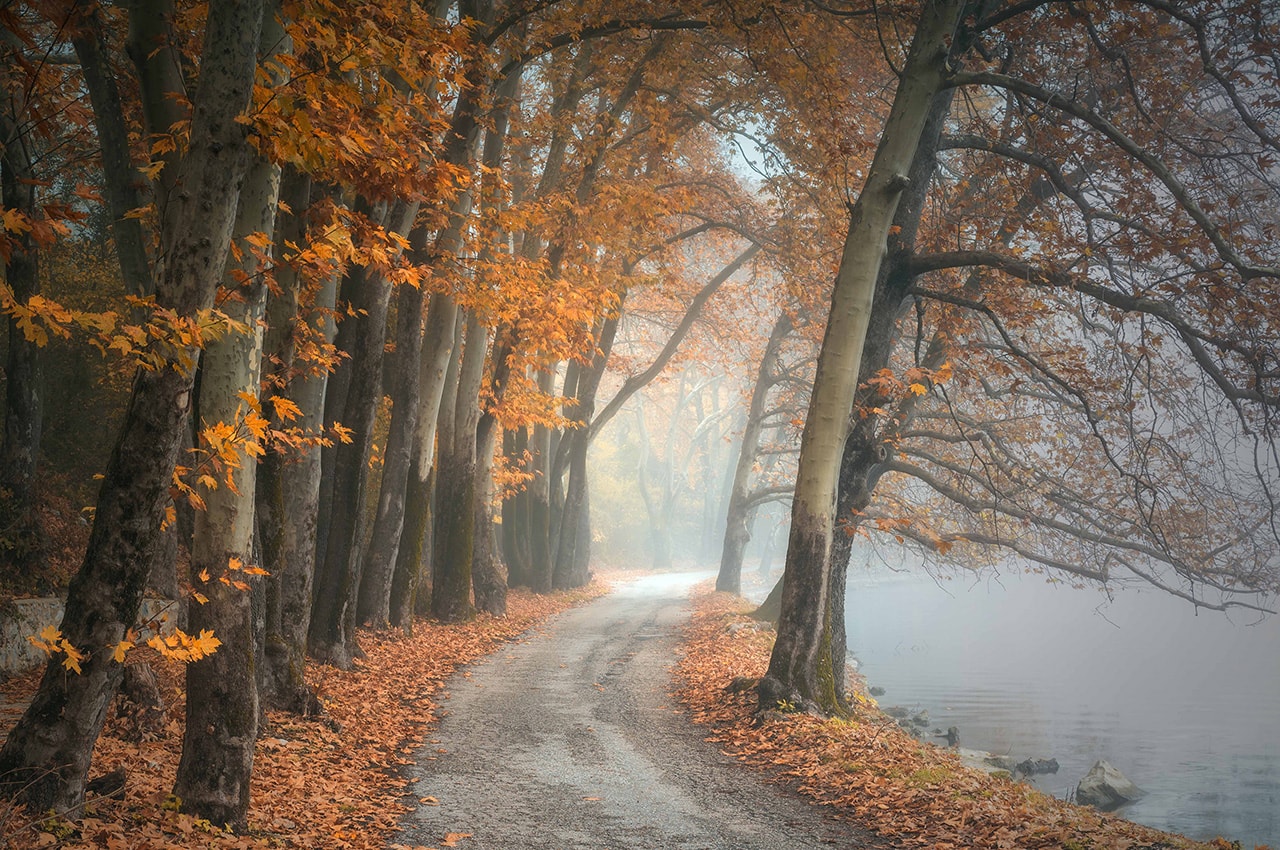 Autumn Trees Path