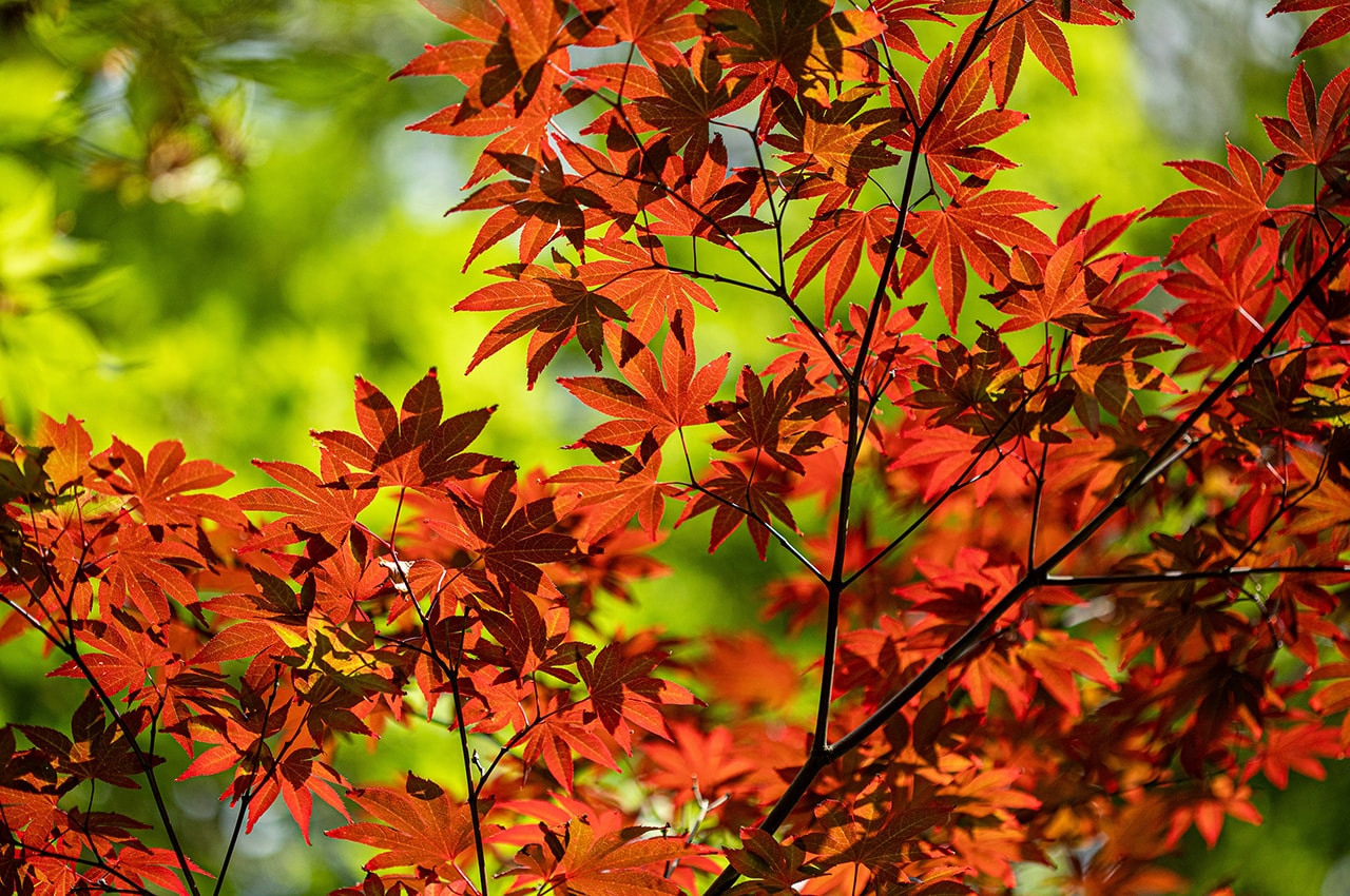 Red Maple Leaves