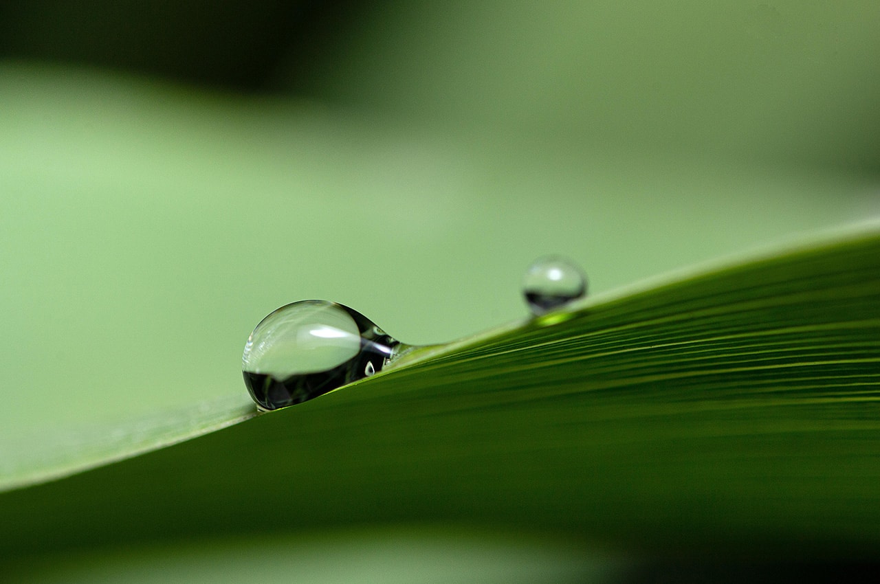 Dewdrop on Green Plant