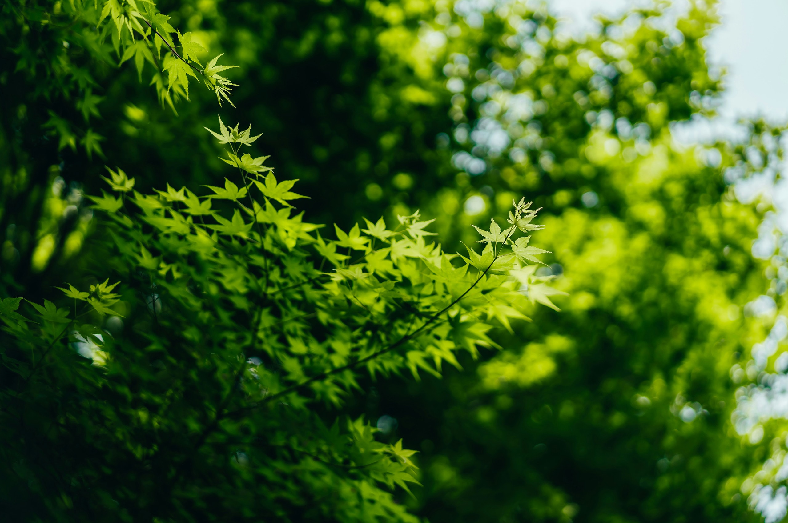 Green Maple Leaves