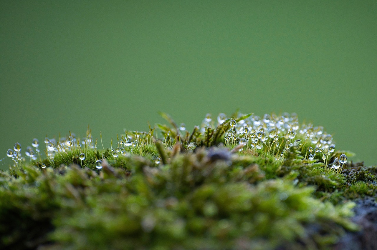 Moss Dewdrops