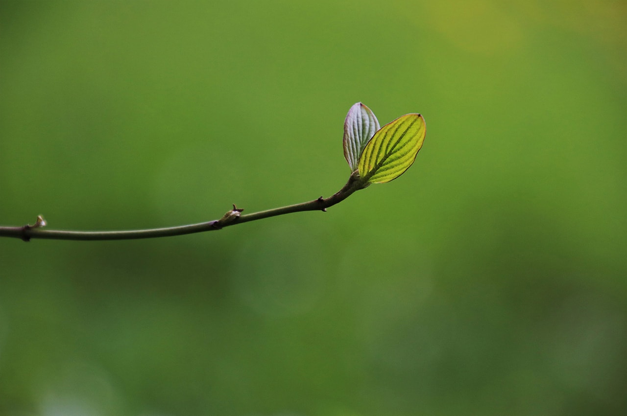 Green Sprouts