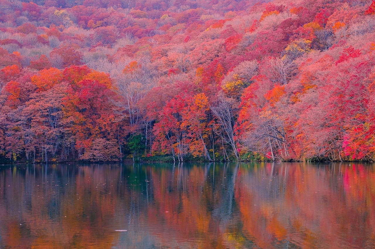 Autumn Lake Forest