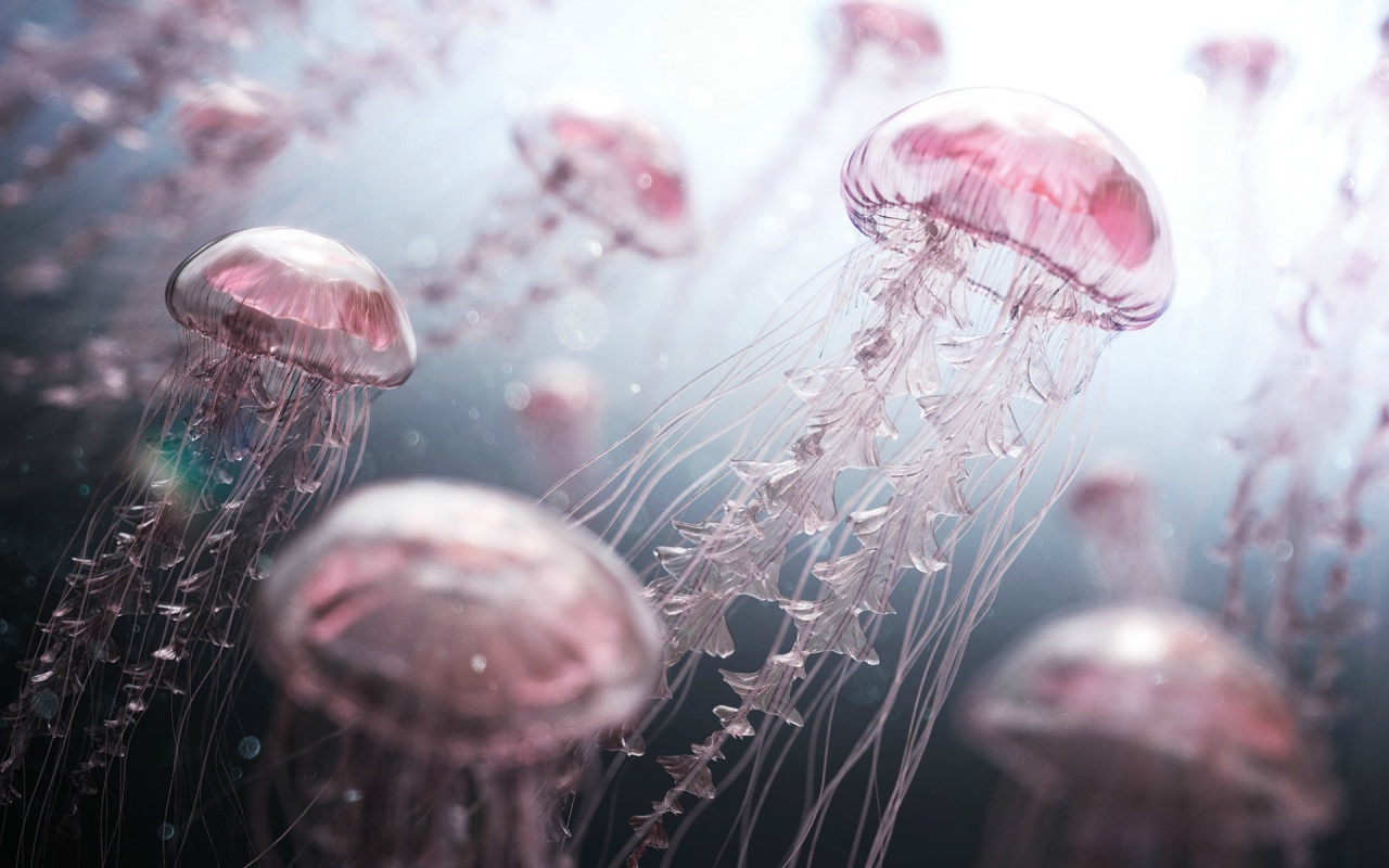 Jellyfish Digital Artwork