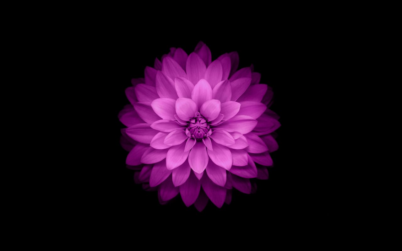 iPhone Flower