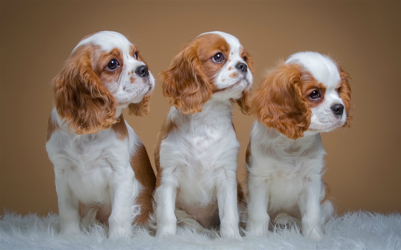 Spaniels, cute three puppies
