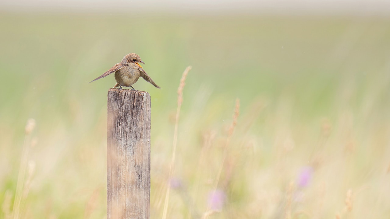Sparrow