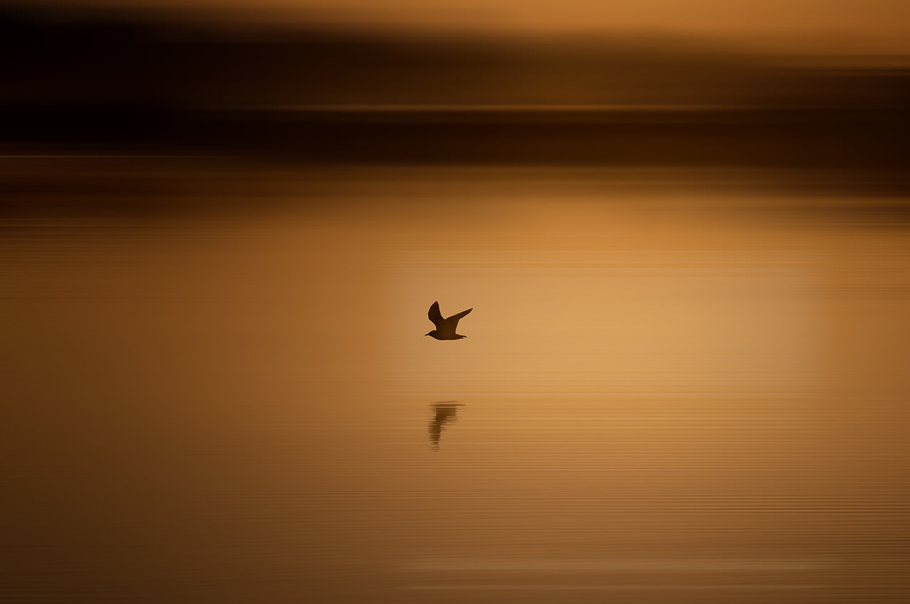 Sunrise Lake Bird Flying