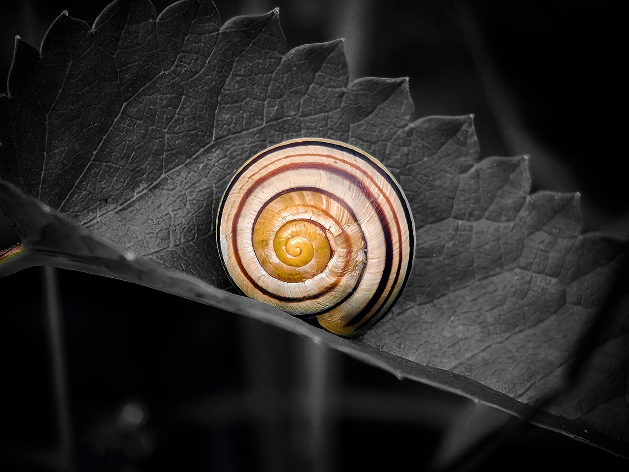 Snail Shell