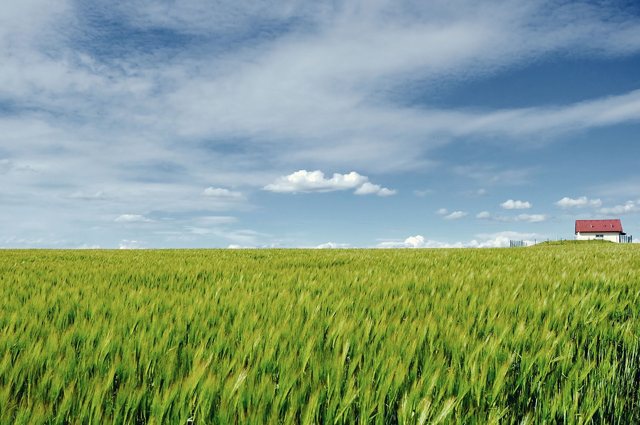 Green Wheat Field