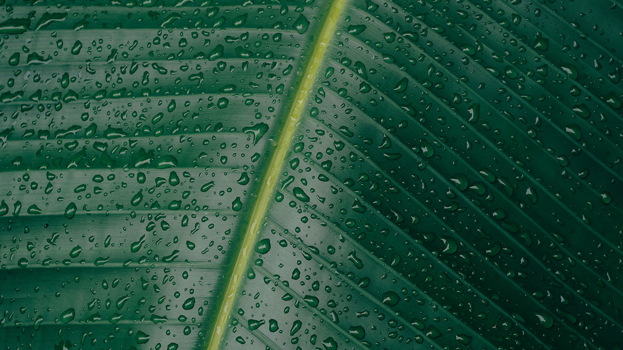 Dewdrops on Green Leaf