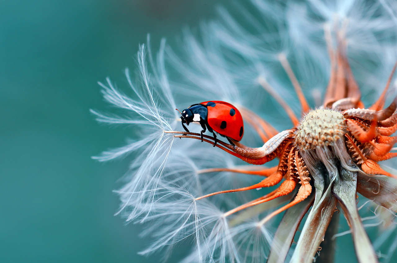 Ladybug on Dandelion