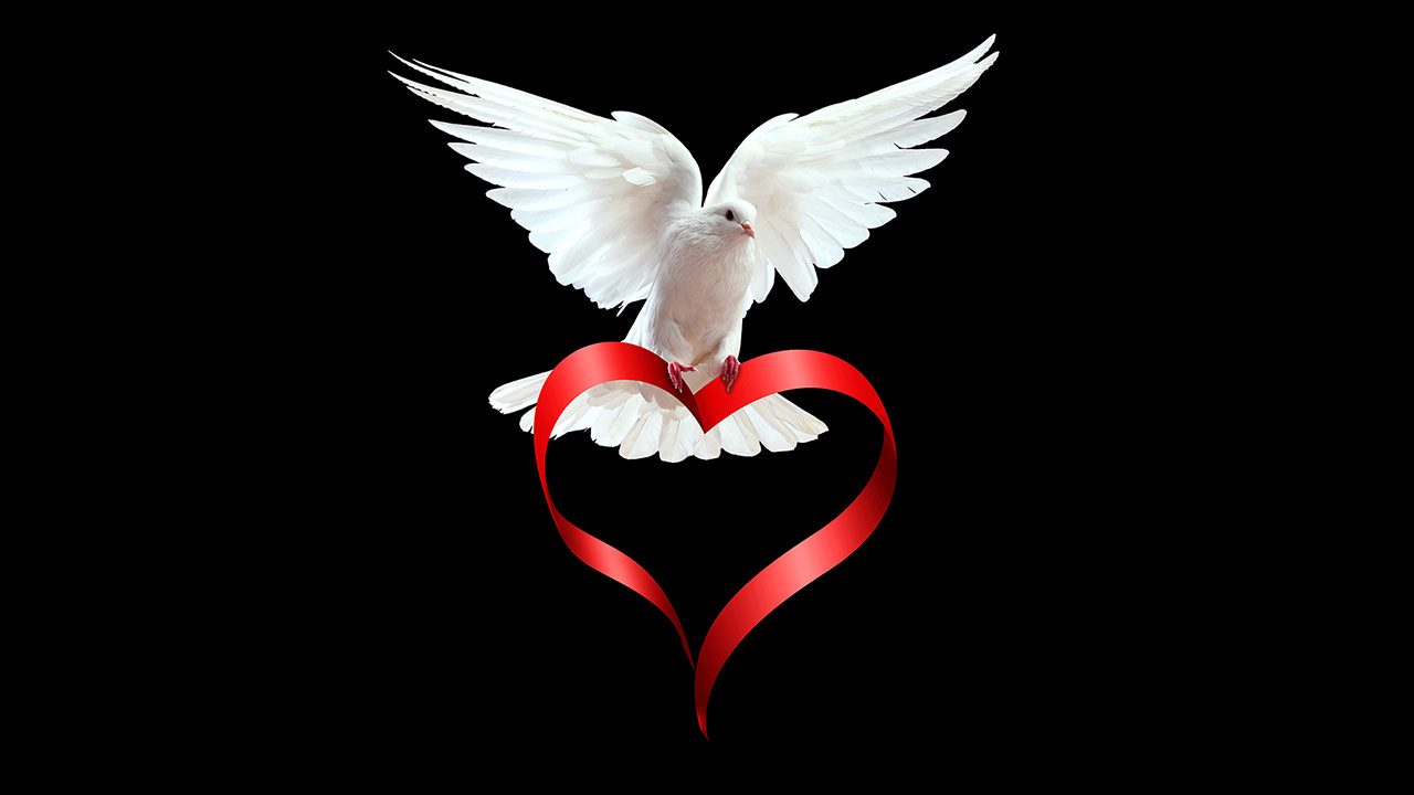 Dove Love Heart