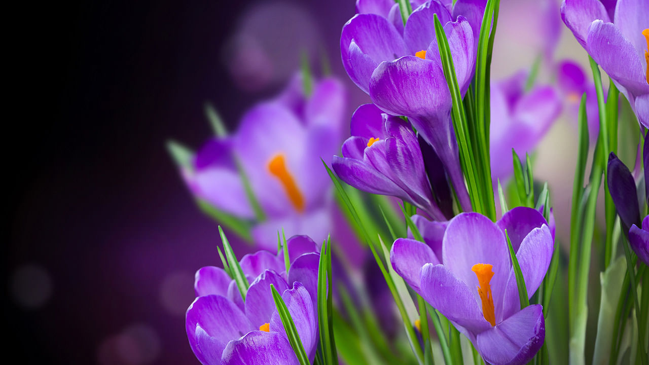 Crocuses Violet Flowers