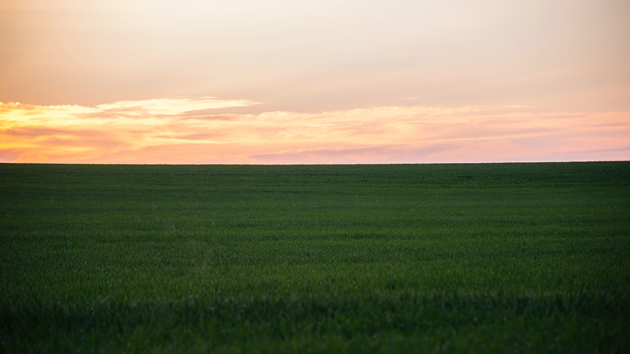 Sunset Green Meadow