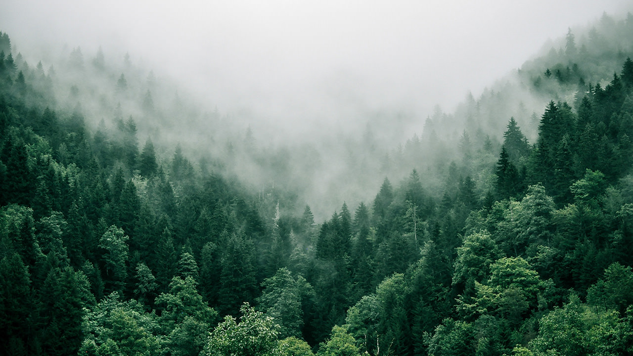 Foggy Forest