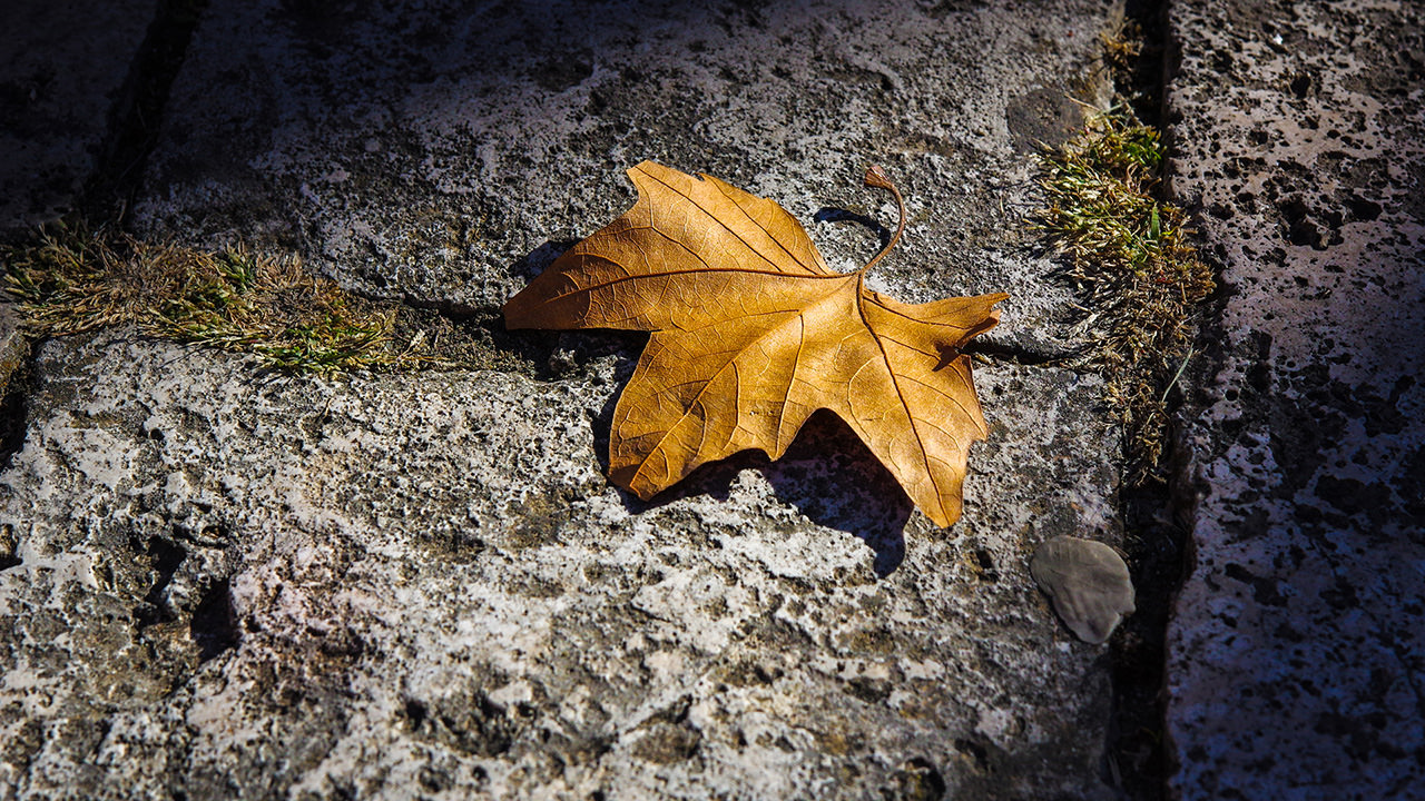 Autumn Fallen Leaf