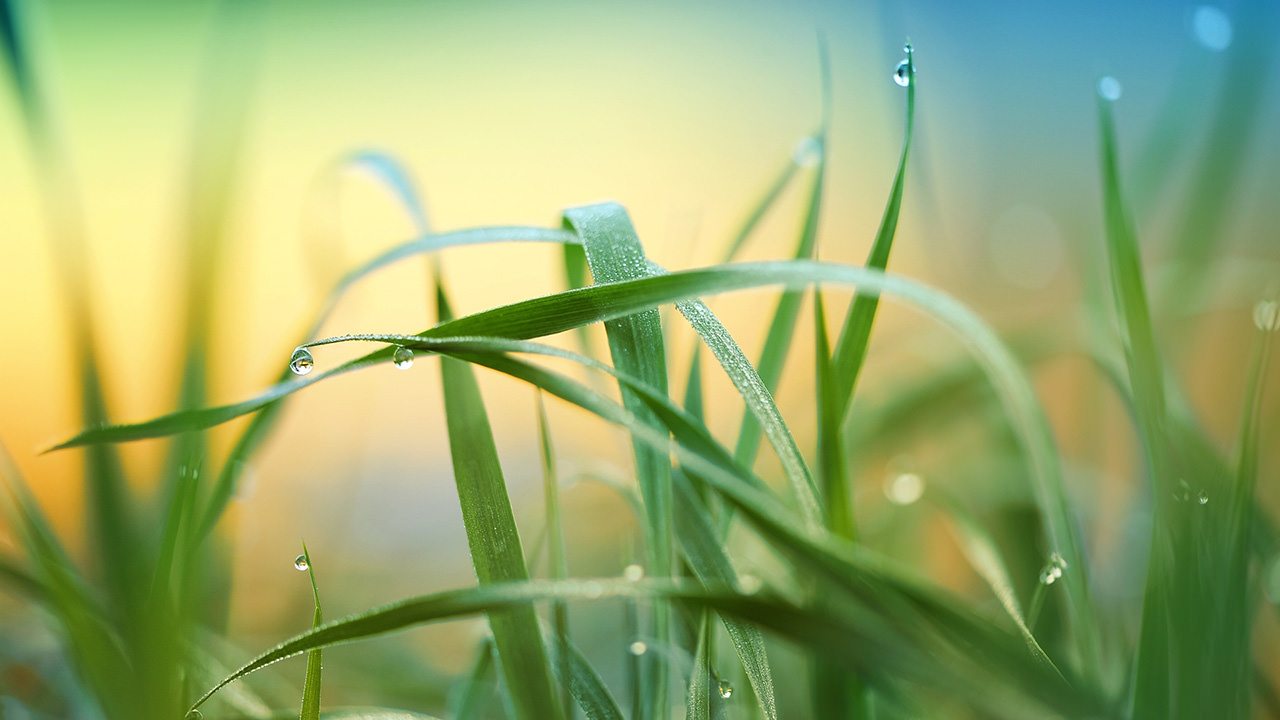 Raindrop Grass