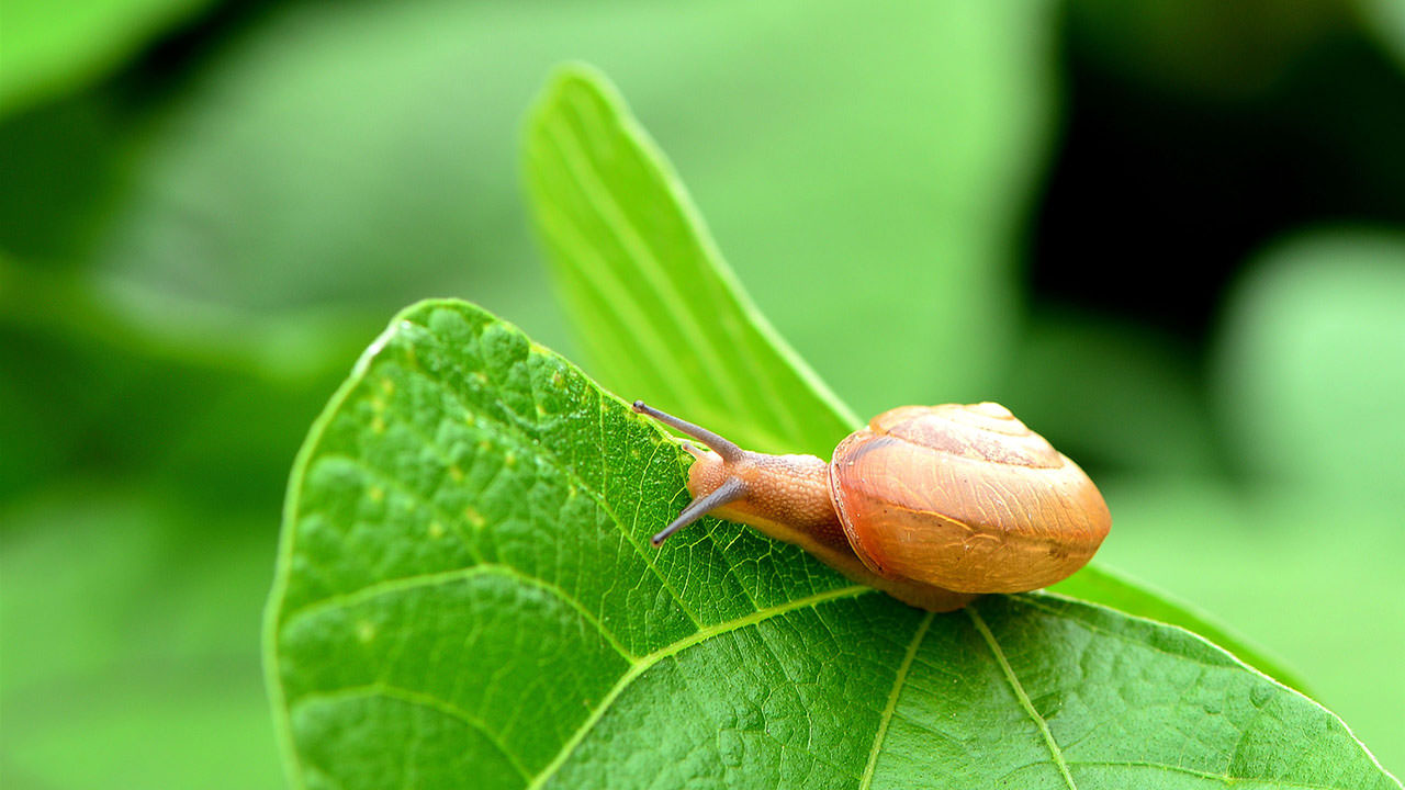 Snail and Green Leaf