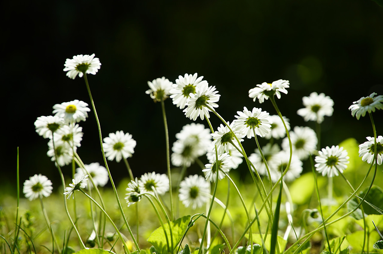 White Daisies