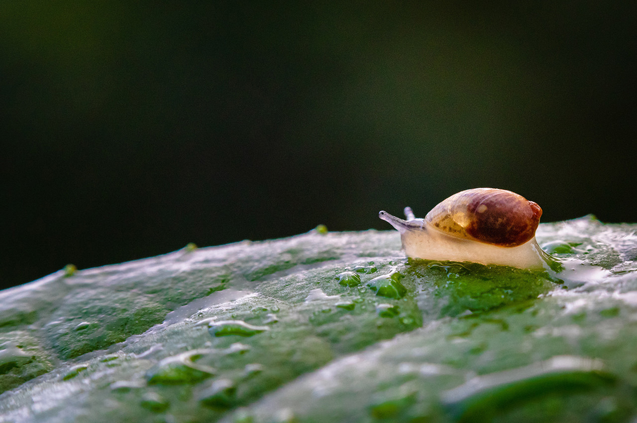Snail on a wet Leaf