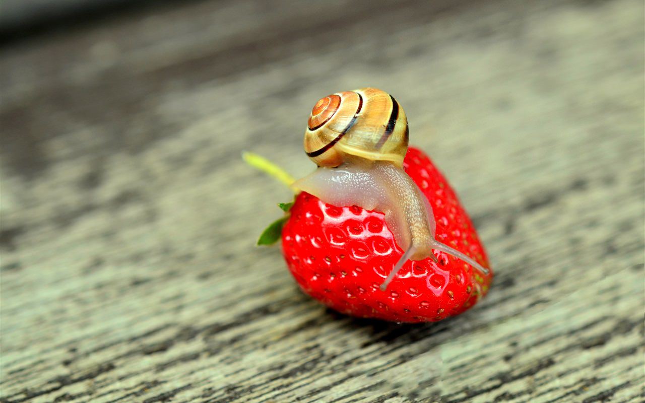 Snail and Strawberry