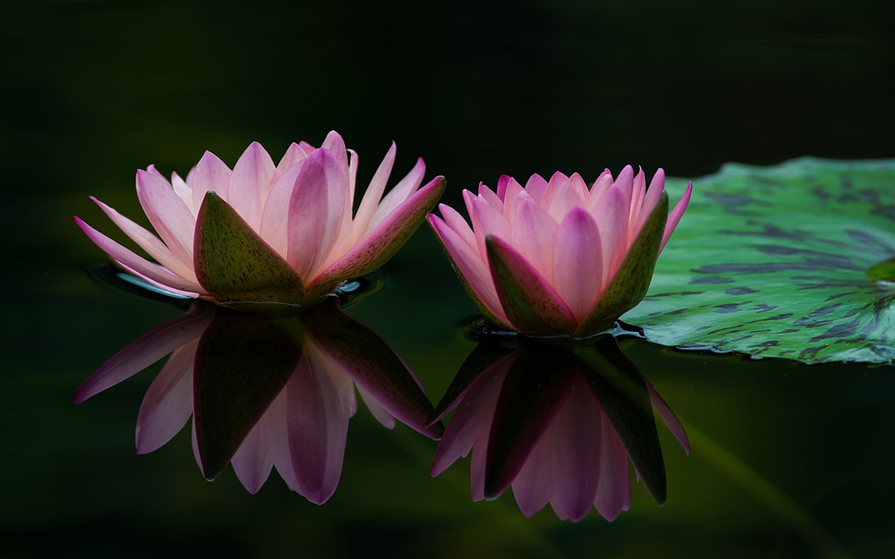 Water Lily Flowers