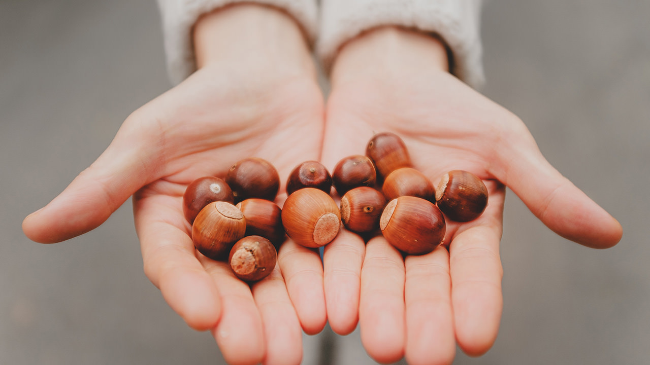 Acorn in Hands