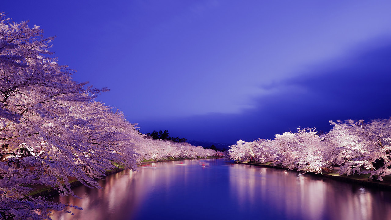Cherry Blossom at Night