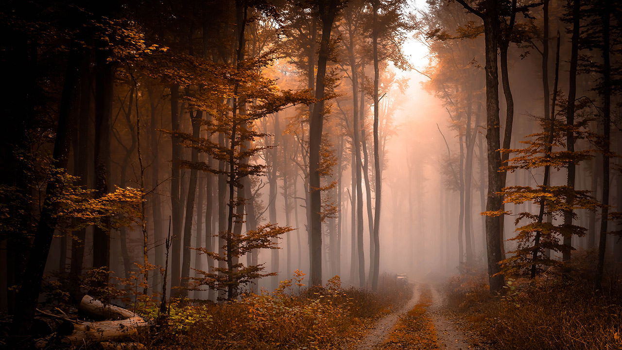 Foggy Fall Forest Pathway