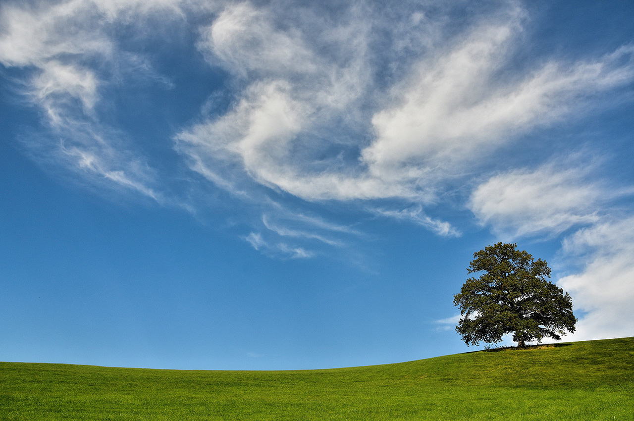 Lone Tree on Green Hill
