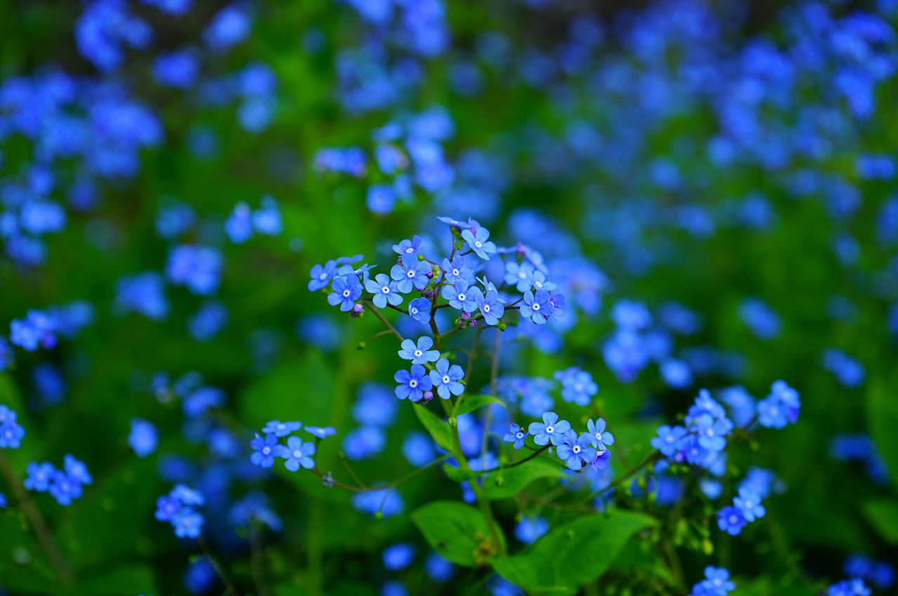 Water Forget-me-nots
